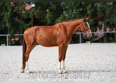 CSFR Warmblut, Wallach, 5 Jahre, 175 cm, Fuchs