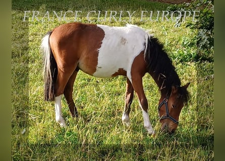 Curly Horse, Wallach, 1 Jahr, 10,1 hh, Rotbrauner