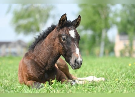 Curly Horse, Wallach, 1 Jahr, 14,1 hh, Braunfalbschimmel