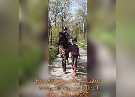 Curly horse Mix, Gelding, 3 years, 13.2 hh, Brown