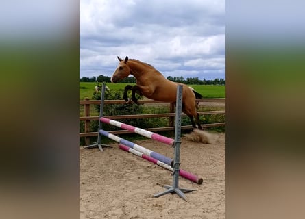 Curly horse, Gelding, 3 years, 14.3 hh, Dun