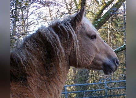 Curly horse, Gelding, 8 years, 14.2 hh, Dunalino