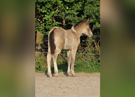 Curly Horse, Hengst, 1 Jaar, 145 cm, Falbe
