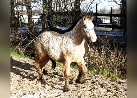 Curly Horse, Hengst, 1 Jaar, 150 cm, Falbe