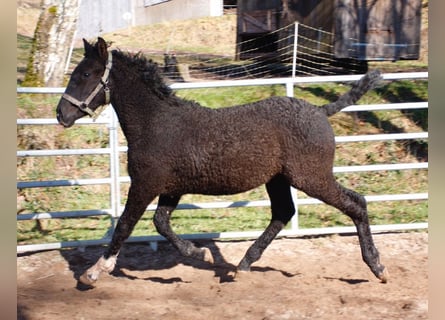 Curly Horse, Hengst, 1 Jaar, 155 cm, Zwart