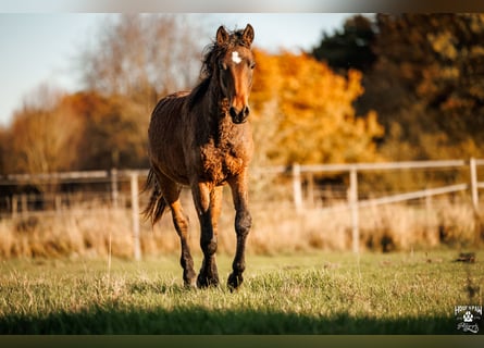 Curly Horse, Hengst, 2 Jaar, 154 cm, Bruin