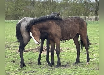 Curly Horse, Hengst, 2 Jaar, 154 cm, Donkerbruin