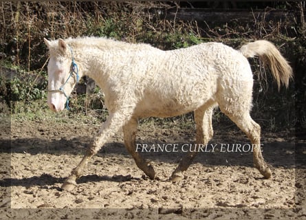 Curly Horse Mix, Hengst, 2 Jahre, 156 cm, Perlino