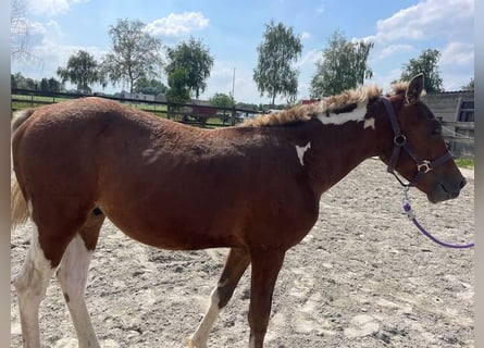 Curly Horse, Hengst, 3 Jaar, 135 cm