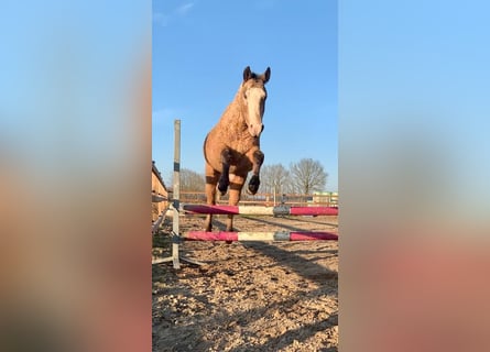 Curly Horse, Hengst, 3 Jaar, 150 cm, Falbe