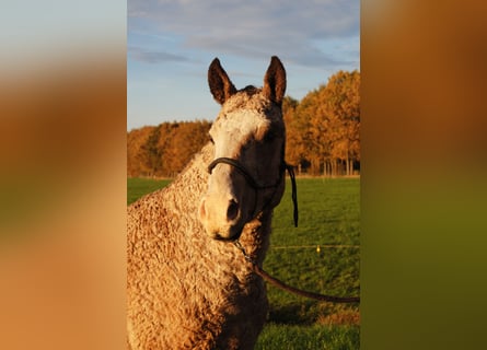 Curly Horse, Hengst, 3 Jaar, 150 cm, Falbe