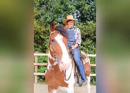 Curly Horse, Hengst, 3 Jaar, 162 cm, Gevlekt-paard