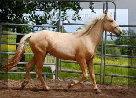 Curly Horse, Hengst, 3 Jahre, 150 cm, Palomino