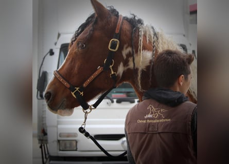 Curly Horse, Hengst, 6 Jaar, 155 cm, Roodbruin