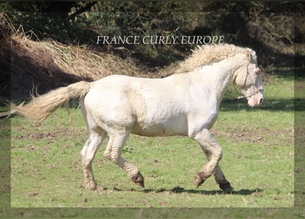 Curly Horse, Hengst, 7 Jahre, 160 cm, Buckskin