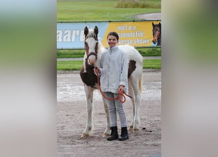 Curly horse, Klacz, 1 Rok, 155 cm, Srokata