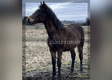 Curly horse, Klacz, 1 Rok, 160 cm