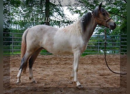 Curly horse, Klacz, 2 lat, 130 cm, Karodereszowata