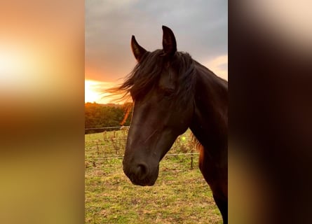 Curly horse, Klacz, 6 lat, 158 cm, Kara