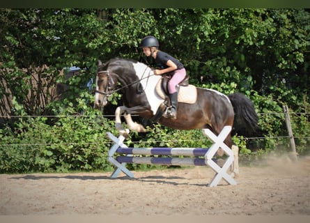 Curly horse Mix, Klacz, 7 lat, 130 cm, Srokata