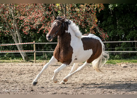 Curly horse, Klacz, 7 lat, 146 cm, Tobiano wszelkich maści