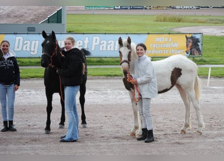 Curly horse, Klacz, 7 lat, 147 cm, Kara