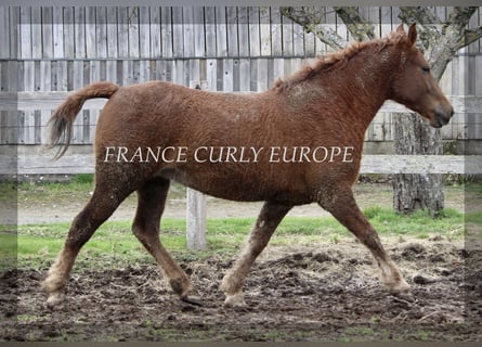 Curly horse, Klacz, 7 lat, 155 cm, Ciemnokasztanowata