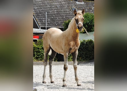 Curly horse, Mare, 1 year, 15.1 hh, Palomino