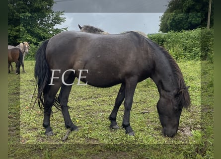 Curly horse Mix, Mare, 2 years, 11.1 hh