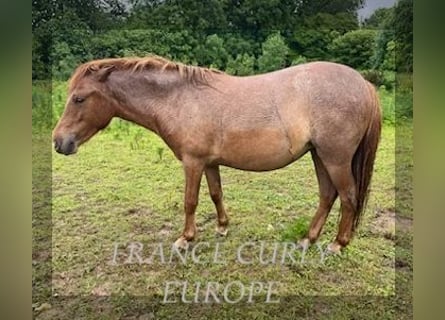 Curly horse, Mare, 2 years, 11.1 hh, Roan-Bay