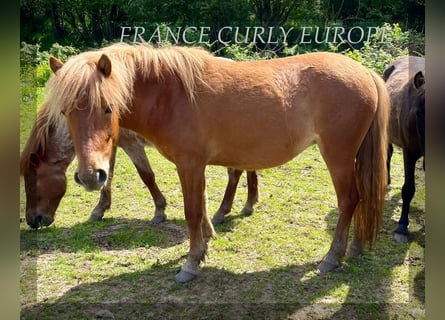 Curly horse, Mare, 2 years, 11.2 hh, Roan-Bay