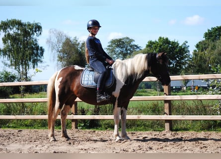 Curly horse, Mare, 4 years, 13,2 hh, Tobiano-all-colors