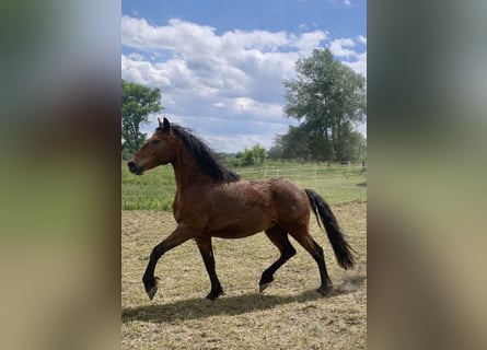 Curly horse, Mare, 4 years, 14,1 hh, Brown