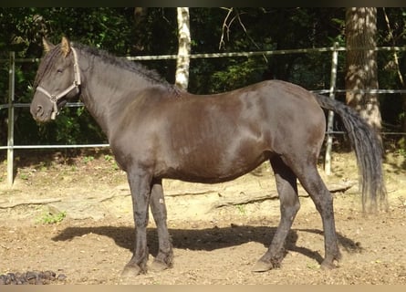Curly horse, Mare, 6 years, 13.1 hh, Black