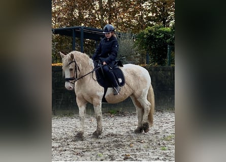 Curly horse, Mare, 6 years, 14.2 hh, Overo-all-colors