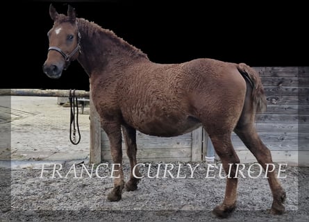Curly horse, Mare, 7 years, 15.1 hh, Chestnut