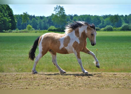 Curly horse, Mare, 8 years, 15,2 hh, Dun