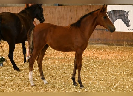 Curly horse, Mare, Foal (04/2026), 14.2 hh, Brown
