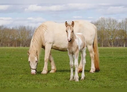 Curly horse, Mare, Foal (03/2026), 15,2 hh, Dun