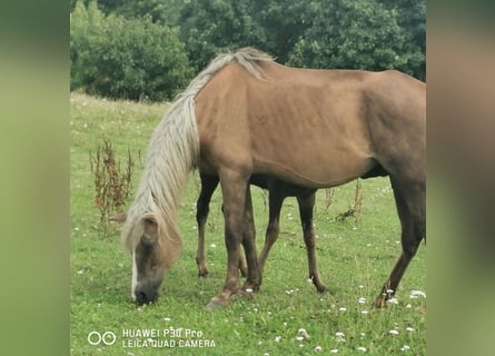 Curly Horse, Merrie, 13 Jaar, 145 cm