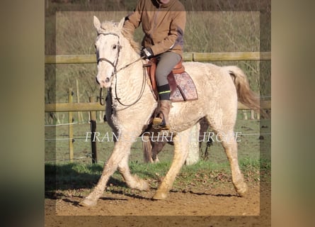 Curly Horse, Merrie, 19 Jaar, 153 cm, Appelschimmel