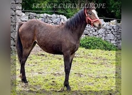 Curly Horse, Merrie, 1 Jaar, 160 cm, Roodbruin