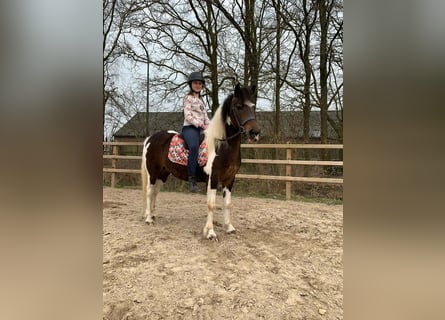 Curly Horse, Merrie, 5 Jaar, 140 cm, Gevlekt-paard