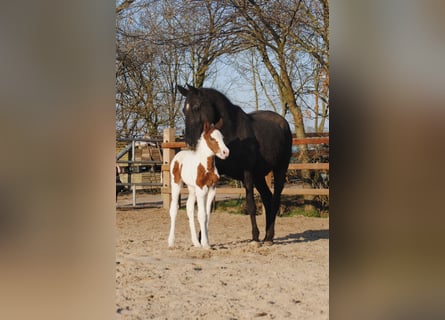 Curly Horse, Merrie, 6 Jaar, 147 cm, Zwart