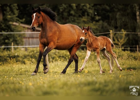 Curly Horse, Merrie, 6 Jaar, 152 cm, Bruin