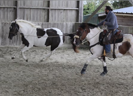 Curly Horse, Merrie, 6 Jaar, 155 cm, Zwart