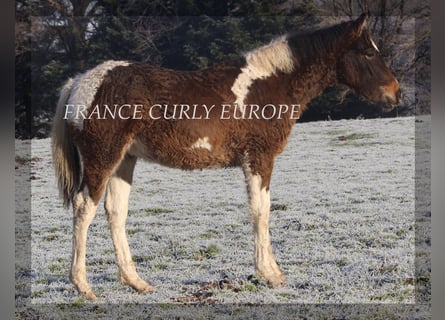 Curly horse, Ogier, 1 Rok, 155 cm, Gniada