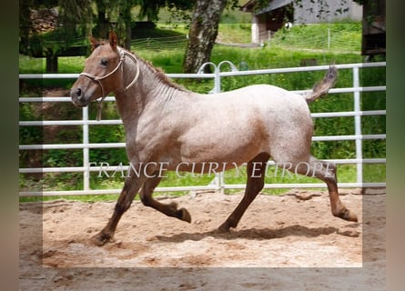 Curly horse, Ogier, 2 lat, 130 cm