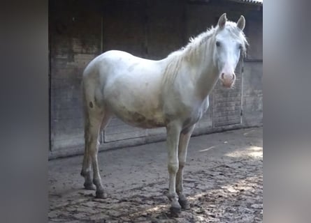 Curly horse Mix, Ogier, 2 lat, 147 cm, Może być siwy