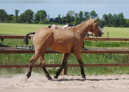 Curly horse, Ogier, 2 lat, 150 cm, Bułana